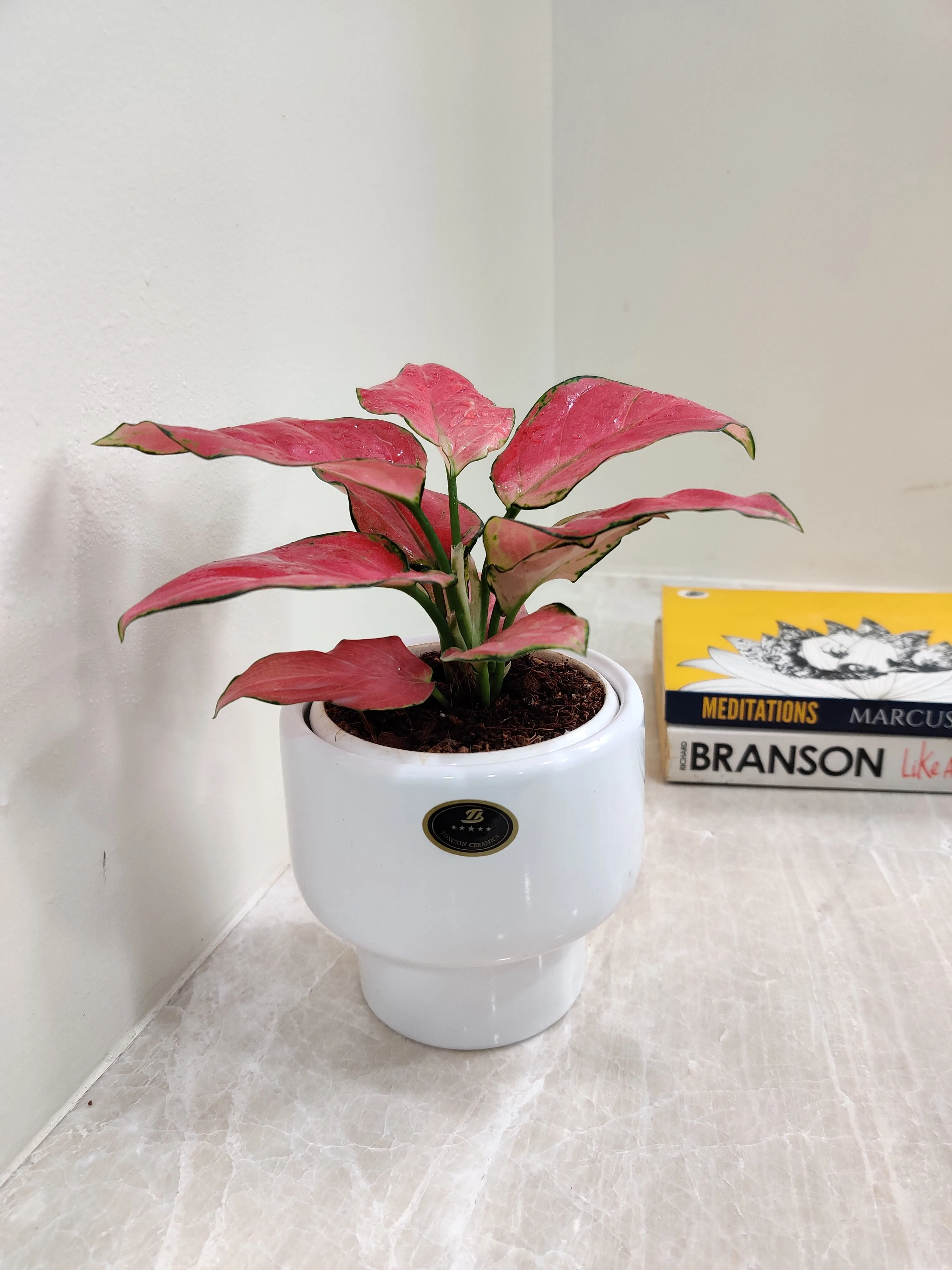 Aglaonema Red Charm - Perfect Corporate Plant Gift