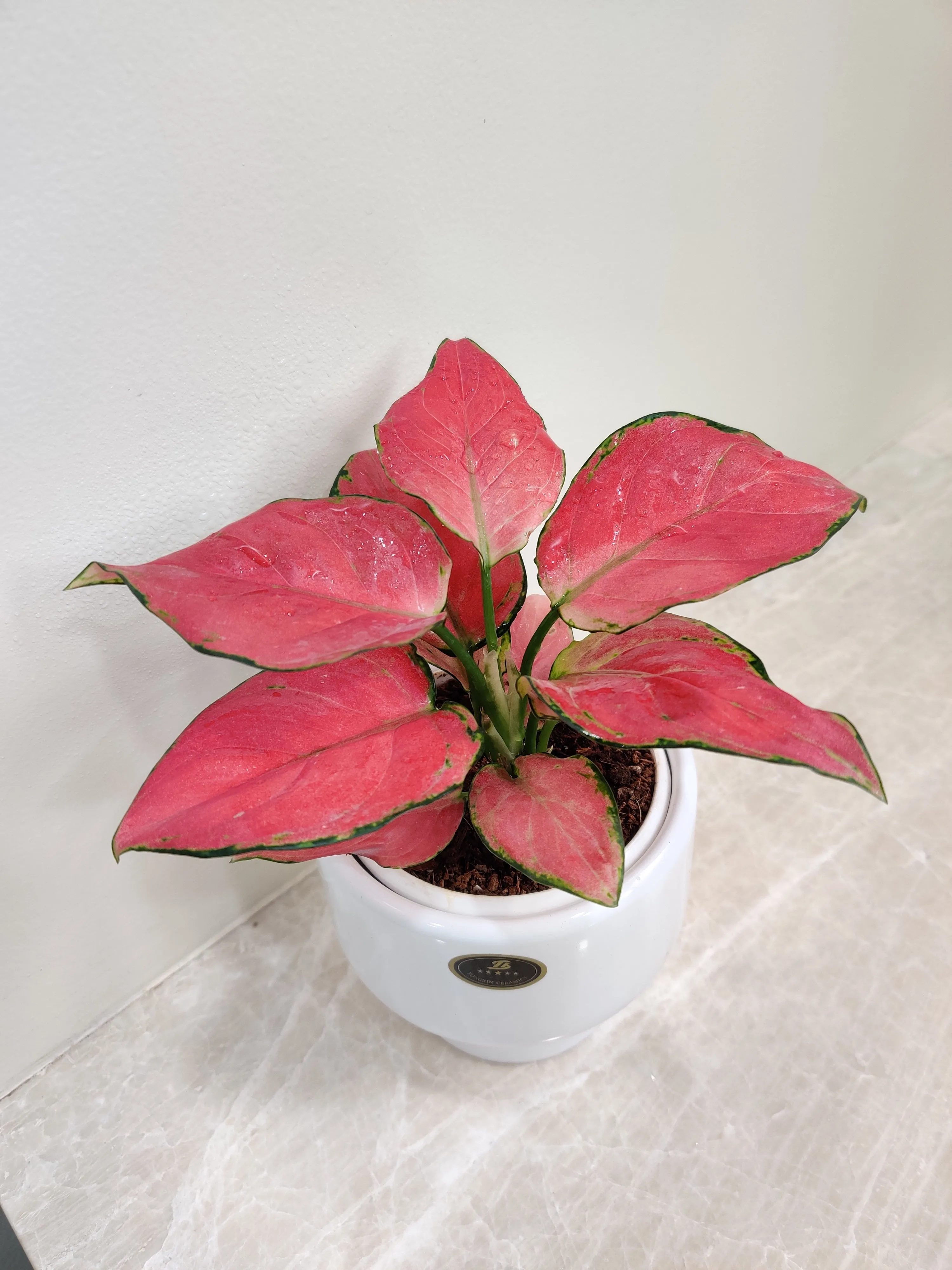 Aglaonema Red Charm - Perfect Corporate Plant Gift