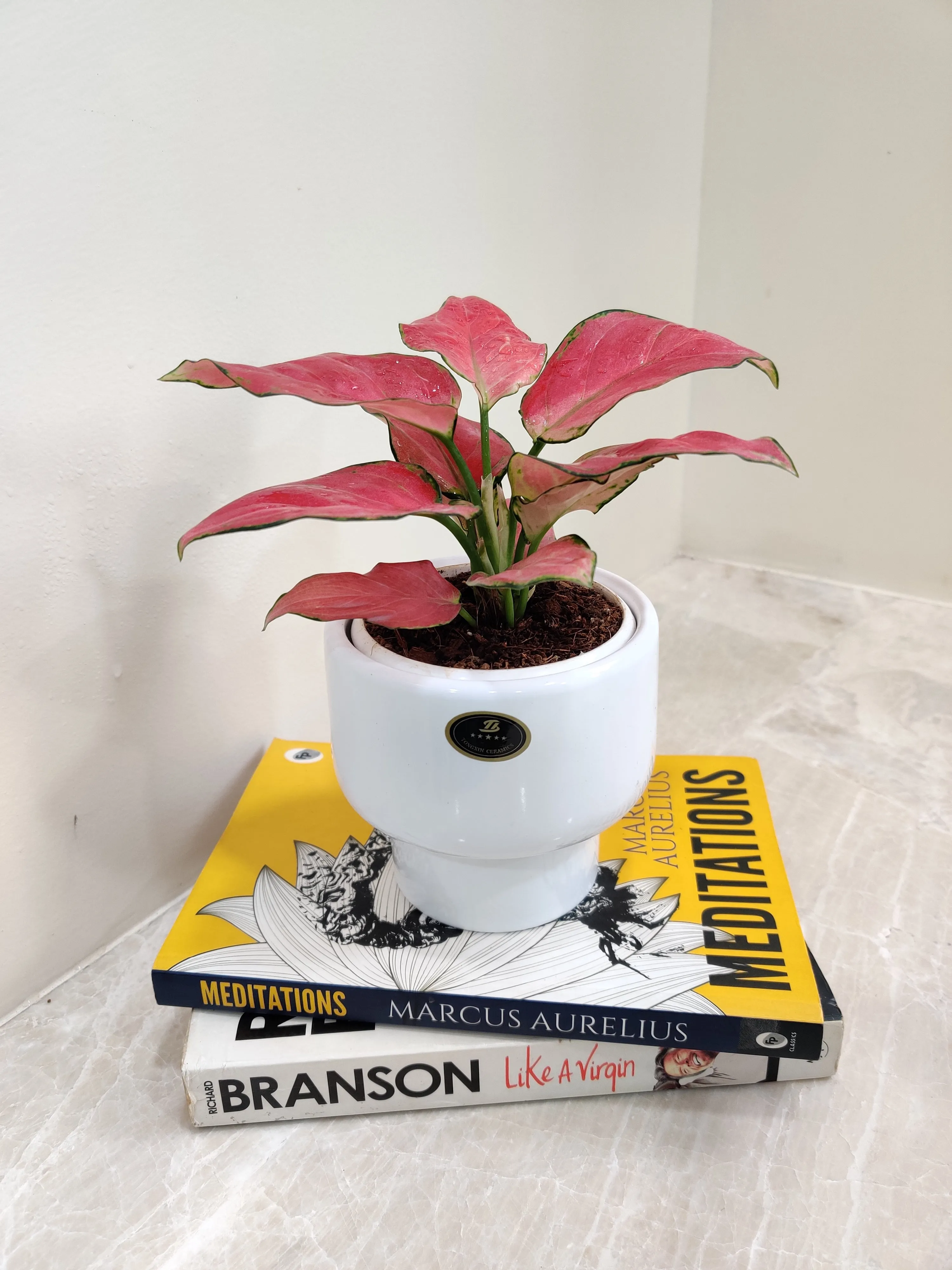 Aglaonema Red Charm - Perfect Corporate Plant Gift